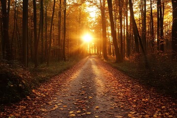 Obraz premium Golden Sunset through the Trees on a Forest Path