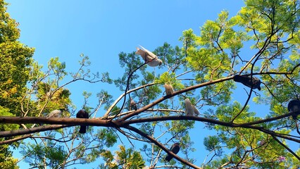 Fototapeta premium Pigeons on a tree against the blue sky. Wild birds sitting on tree branches in the park. Wild bird life. Beautiful wildlife photography. Pigeon family. Birds in the wild. Ornithology.