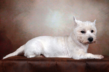 westies