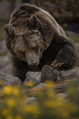 Naklejka premium Grizzly digging for food hidden in rocks