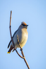 The Bohemian waxwing, Bombycilla garrulus, migratory bird is a rare visitor in the Netherlands