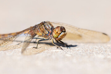 Vagrant darter male Sympetrum vulgatum resting