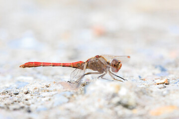 Southern darter, Sympetrum meridionale, male dragonfly resting