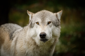 Timber wolf with ears flattened as a show of submissiveness