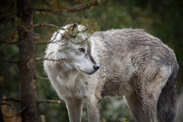 Grey wolf in the forest