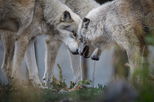 Pack of wolves showing dominance 
