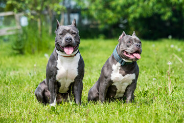 Blue hair American Staffordshire Terrier and American Bully dogs outside on green grass