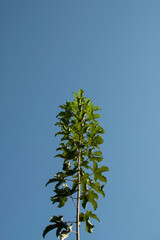 Fototapeta premium Young maple on the background of the blue sky