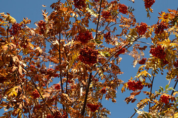 Autumn viburnum branches with yellow leaves and dry berries