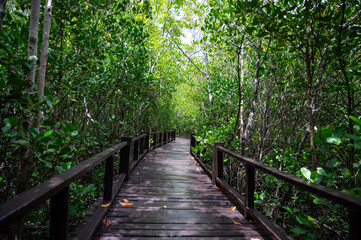  wooden walkway in the mangrove forest