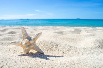 Starfish on the sandy beach