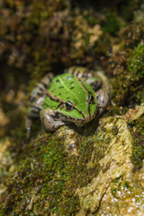 Green frog