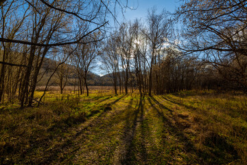 Obraz premium spring in the woods