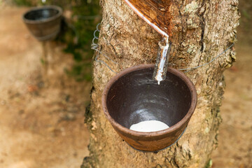 Rubber tapping fresh milky latex dripping from a rubber tree into the cup, showcasing traditional...