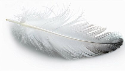 Obraz premium white feather on black background