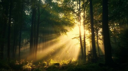Obraz premium Sunbeams Filtering Through a Misty Forest