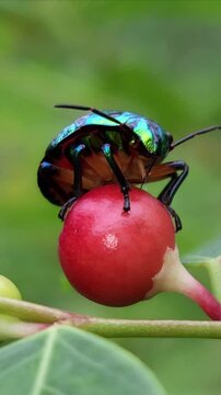 Close up Macro of Green jewel bug, Scutiphora pedicellata, Odisha, India
