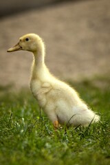 duck