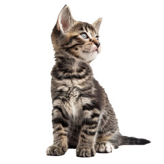 Obraz premium Cute tabby kitten with big blue eyes is sitting and curiously looking up