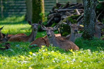Damhirsche entspannen in blühender Natur