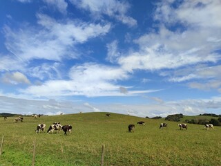 Vacas en A Pastoriza, Galicia