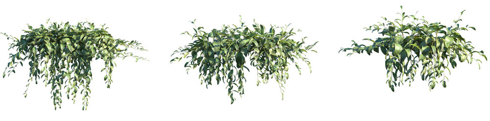 Set of frontal Aeschynanthus longicaulis (known as the zebra basket vine and the lipstick plant) isolated png on a transparent background perfectly cutout high resolution