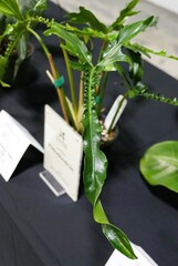 A unique shape and wavy green leaf of Phillodendron Belle Isle