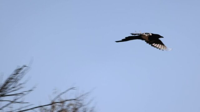Magpie Flying In Oregon. 