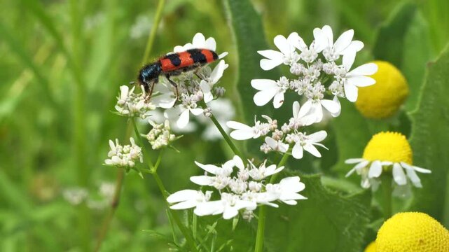 Bee beetle, bee bug, Trichodes apiaries L. Mating.
Bee beetle, bee bug, Trichodes apiaries L. 
The larvae feed on bee bread, bee larvae and dead bees. They can be carriers of fungal diseases.
