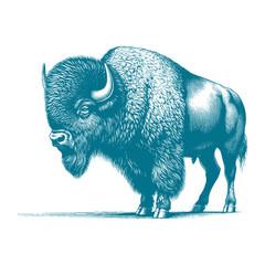 bison vector illustration © CROP MEDIA