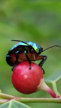 Close up Macro of Green jewel bug, Scutiphora pedicellata, Odisha, India
