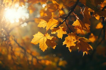 Fototapeta premium Golden Autumn Leaves in Sunlight, Seasonal Change and Beauty