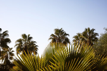 Flowering branches and palm leaves in sunlight