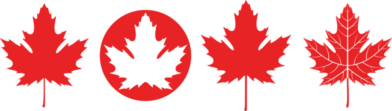 Red maple leaf. Isolated maple on white background