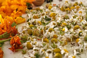Chamomile flowers mushrooms and other herbs are dried on a white outdoor table. Orange flowers and white flowers are dried for brewing into tea. Useful natural ingredients in tea. Beautiful