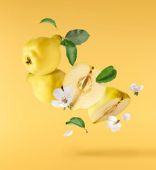 Fresh ripe yellow Quince fruit  falling in the air isolated on yellow background. Food levitation...