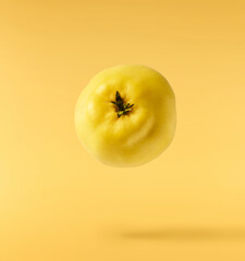 Fresh ripe yellow Quince fruit  falling in the air isolated on yellow background. Food levitation...