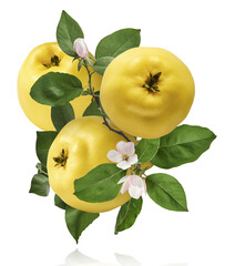 Fresh ripe yellow Quince fruit  falling in the air isolated on white background. Food levitation or...