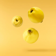 Fresh ripe yellow Quince fruit  falling in the air isolated on yellow background. Food levitation...