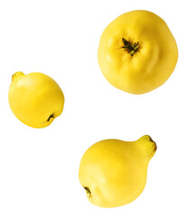 Fresh ripe yellow Quince fruit  falling in the air isolated on white background. Food levitation or...