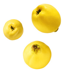 Fresh ripe yellow Quince fruit  falling in the air isolated on white background. Food levitation or...