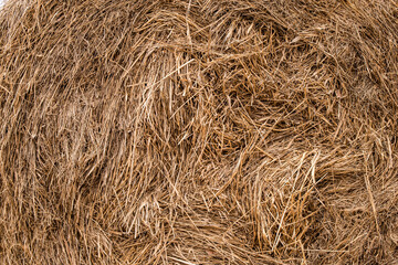 Dry grass for background or wallpaper. yellow straw texture