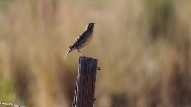 Western Meadowlark sitting on a fence post in Eastern Oregon - the State Bird of Oregon. 