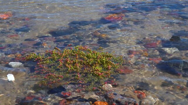 Black Sea, salt-tolerant succulent plant Salicornia grows on the water's edge and is periodically flooded with salt water