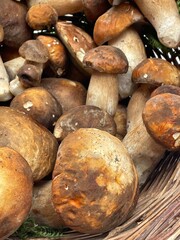 Cesto di porcini