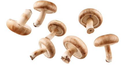 Fototapeta premium Flying champignon mushrooms isolated on white background, cut out png
