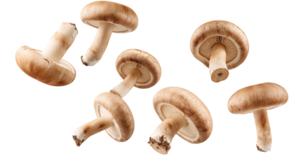 Flying champignon mushrooms isolated on white background, cut out png