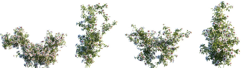 Set of frontal Clematis florida (the Asian virginsbower, or passion flower clematis) isolated png on a transparent background perfectly cutout high resolution