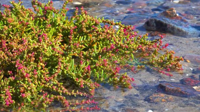 Black Sea, salt-tolerant succulent plant Salicornia grows on the water's edge and is periodically flooded with salt water