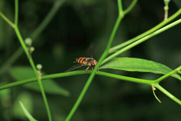 natural eupeodes flower fly photo